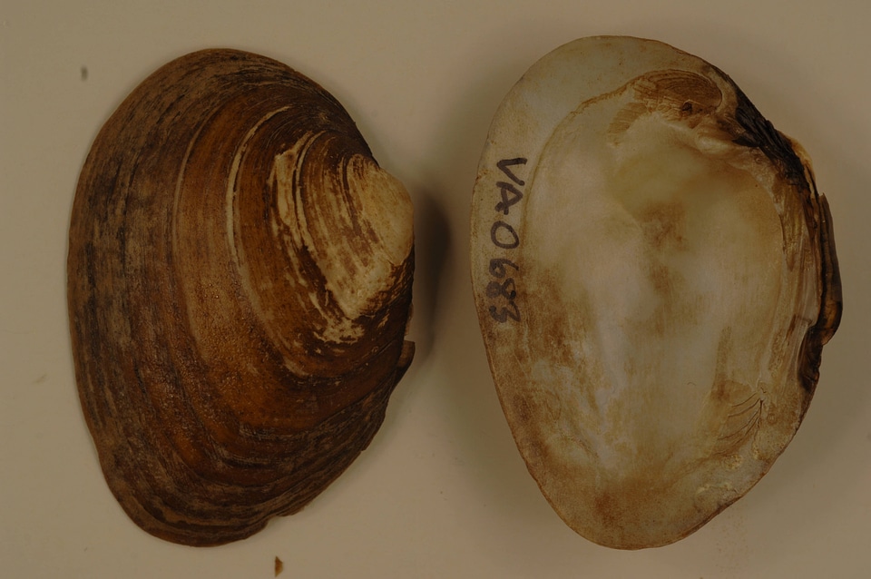 Pleuronaia barnesiana-1