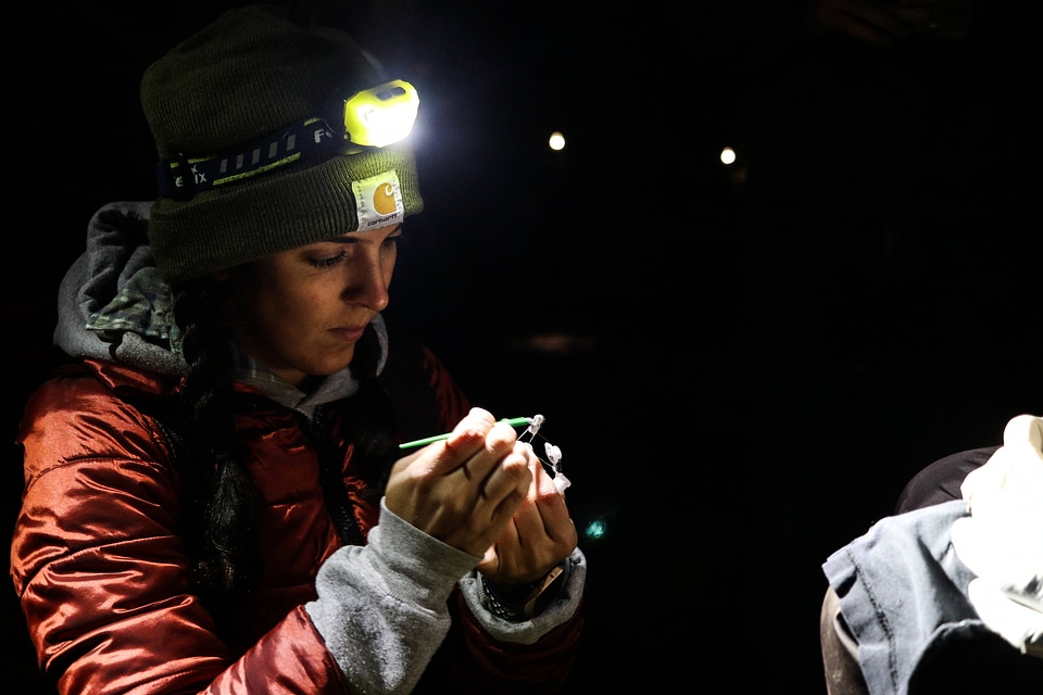 Researchers track the movement of endangered Gray bats-1