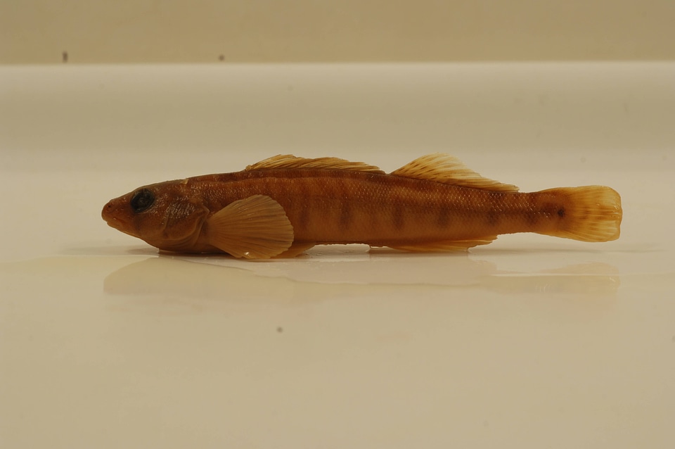 Percina caprodes