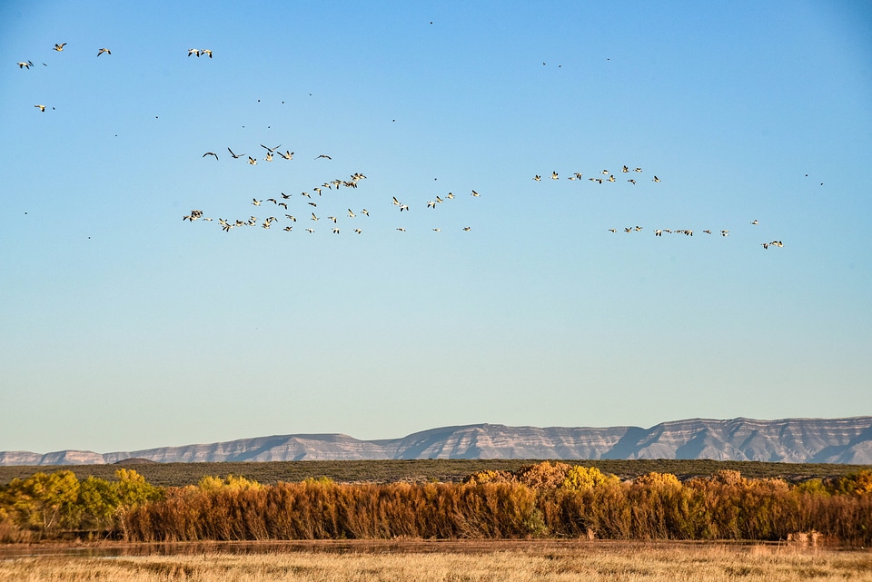 Snow Geese fly over the Refuge