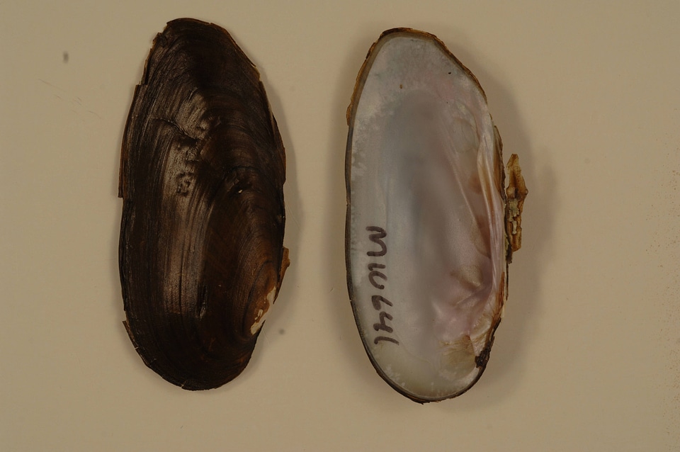 Elliptio dilatata-1