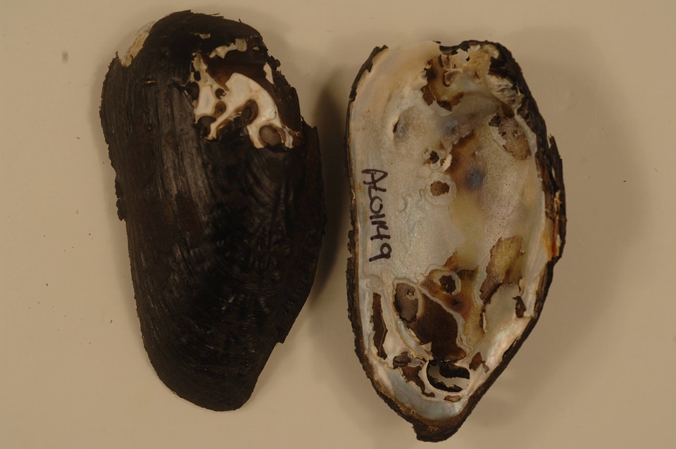 Margaritifera marrianae