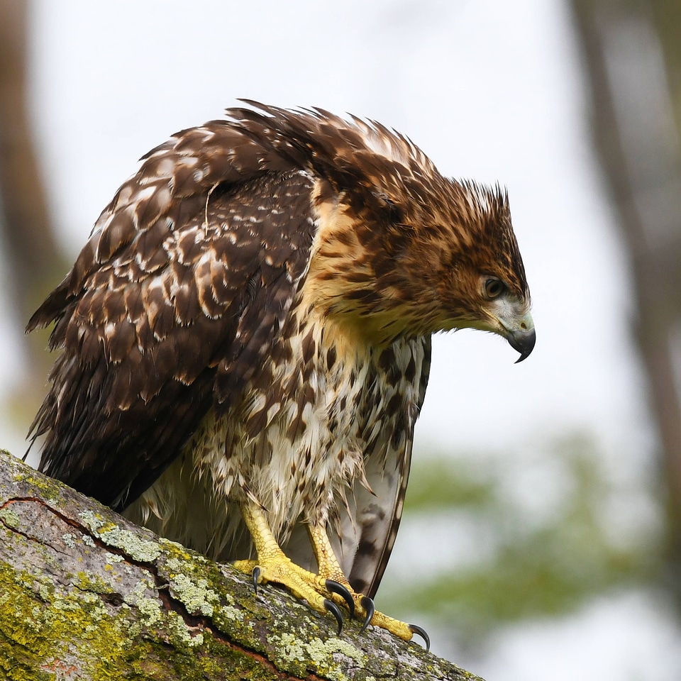 Red-tailed hawk-1 photo