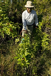 Brazilian Pepper plant