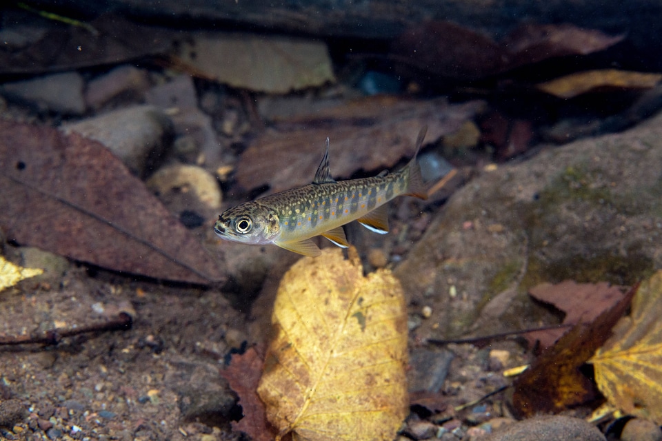 Young brook trout  with fall leaves in water-1
