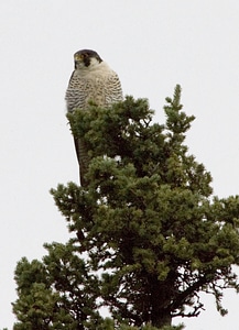 Peregrine Falcon at Tetlin National Wildlife Refuge photo
