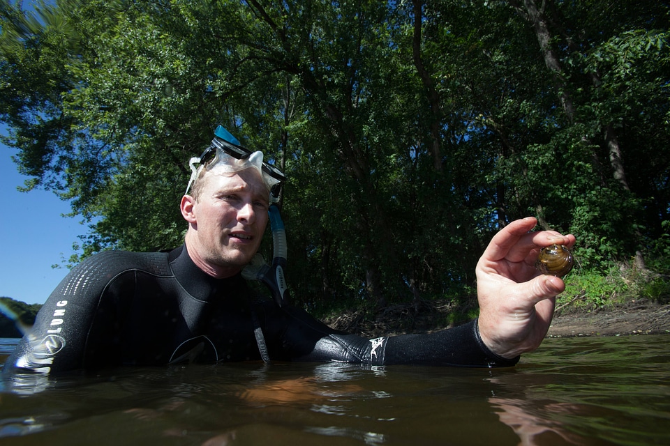 Diver holds a freshwater mussel