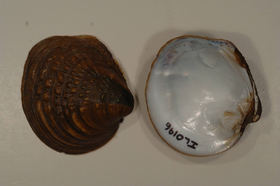 Amphinaias pustulosa
