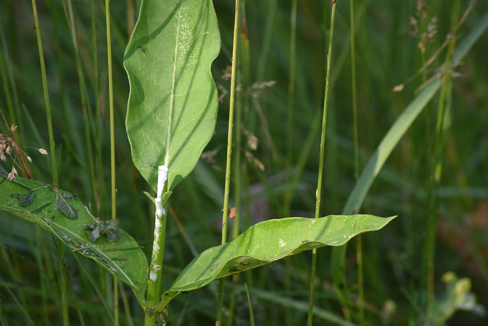 Milkweed stalk