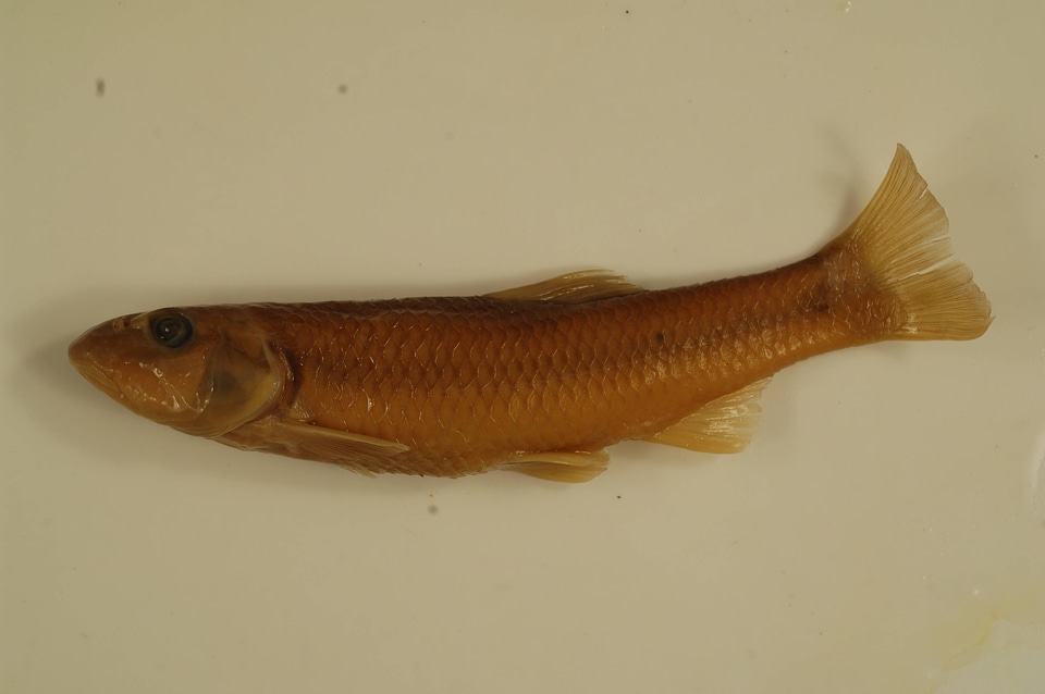 Nocomis micropogon-1