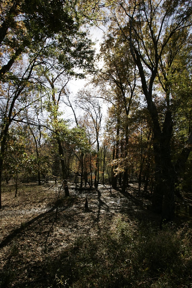 Flood damage on bottom land with hardwood trees at Swan Lake National Wildlife Refuge
