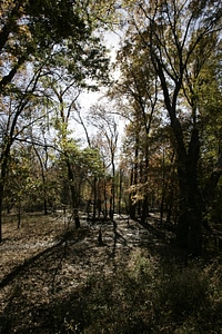 Flood damage on bottom land with hardwood trees at Swan Lake National Wildlife Refuge