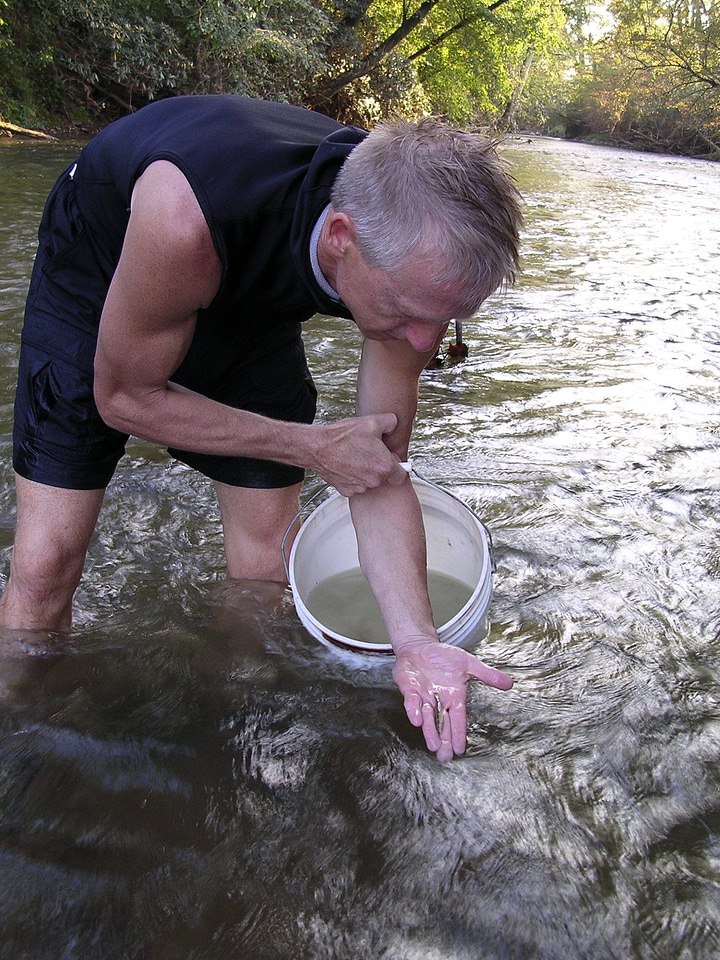 Aquatic biologist Gerald Dinkins releases a threatened goldline darter back into its natural habitat (Percina aurolineata).