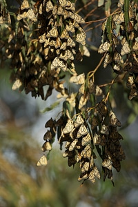 Monarch butterflies-1
