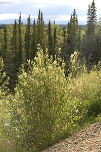 White sweet clover at Tetlin National Wildlife Refuge