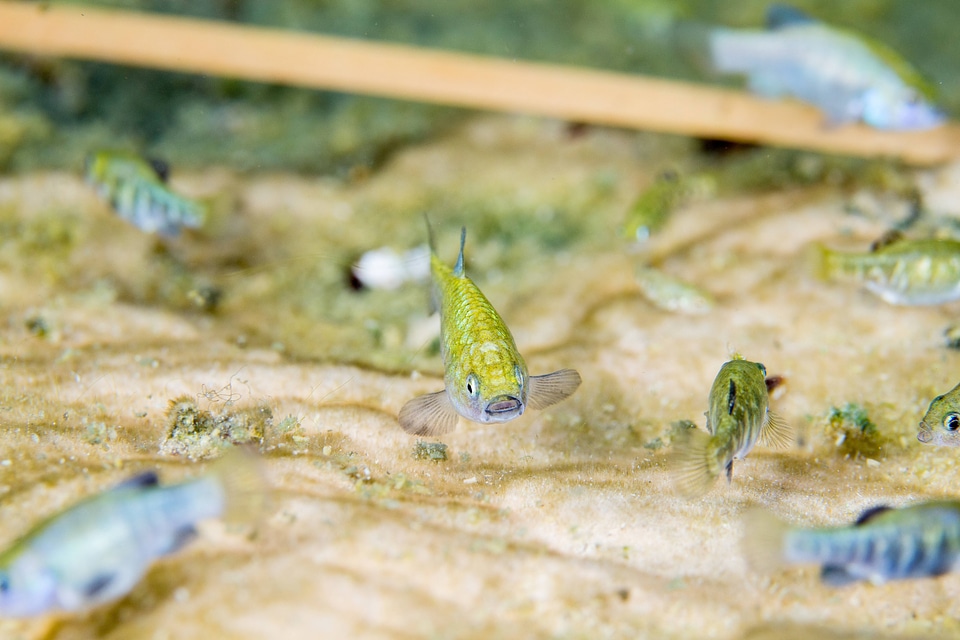 Ash Meadows Amargosa pupfish-1