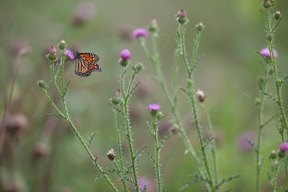 Adult monarch butterfly on a thistle