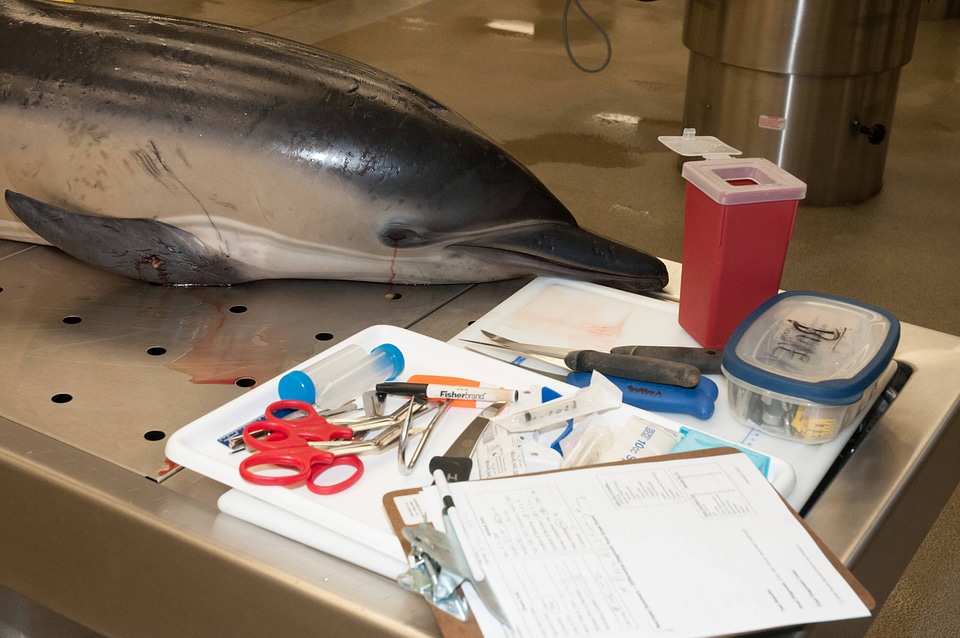 Marine Mammal Stranding Course at NCTC-2