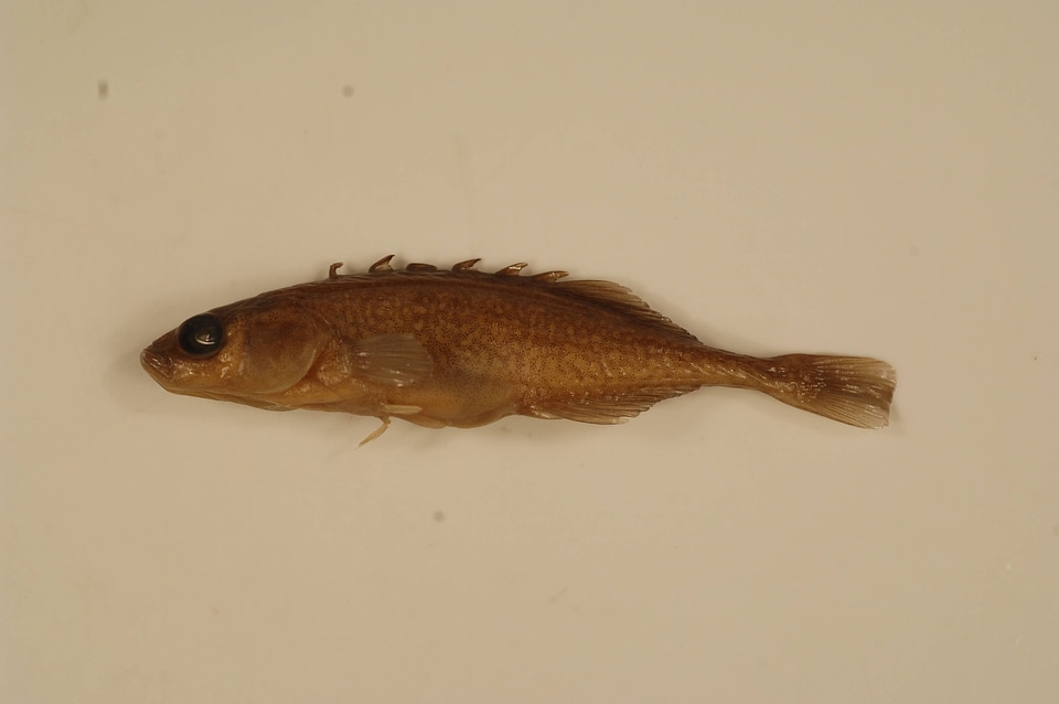 Culaea inconstans