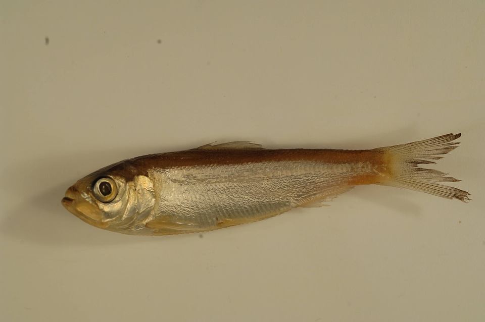 Alosa chrysochloris