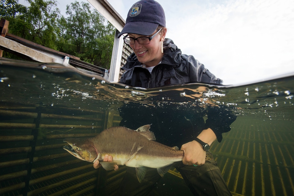 Biologist releases salmon