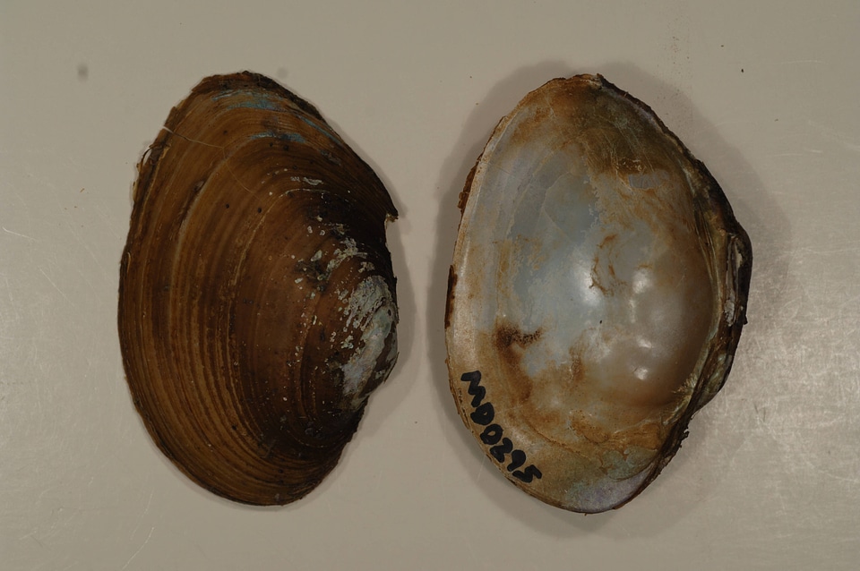 Lampsilis sp.-1