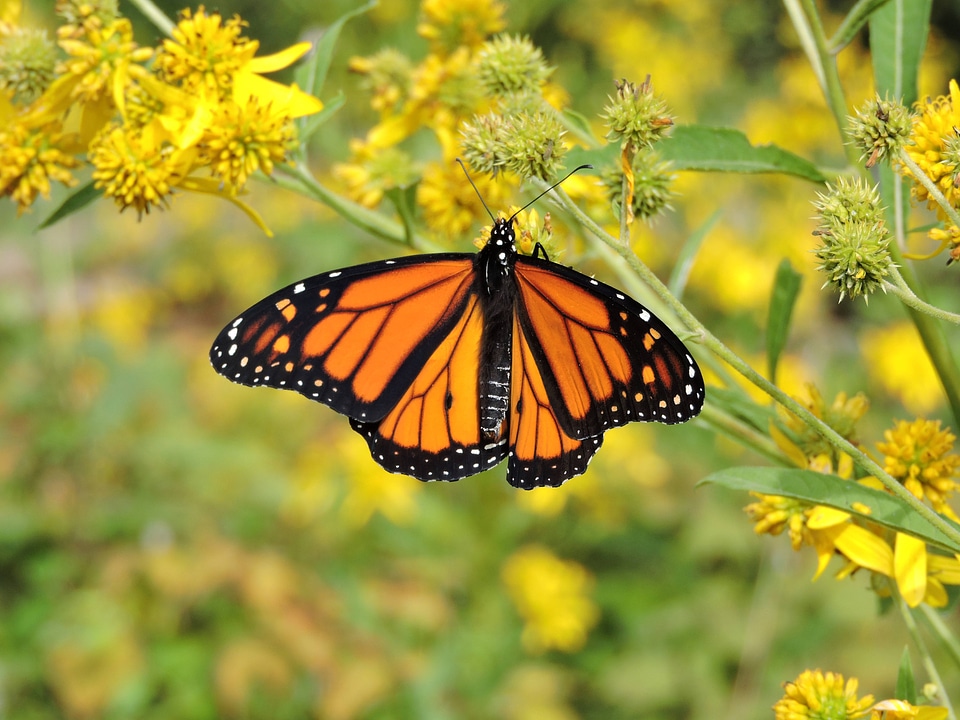 Close-up Monarch butterfly