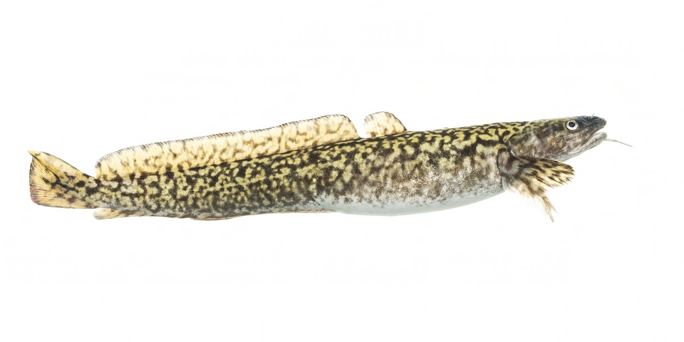 Burbot