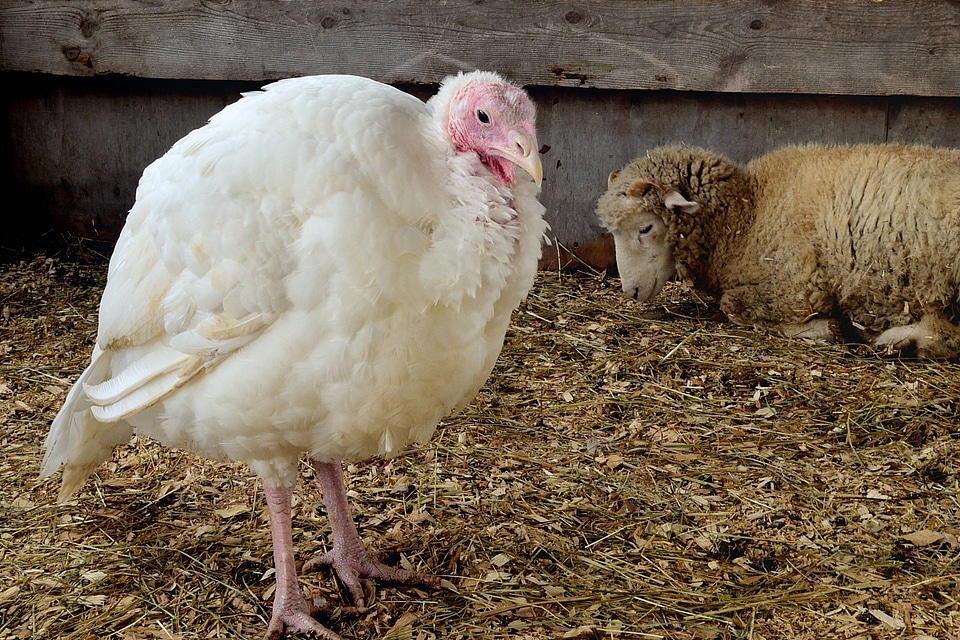 Gobbler farm animals poultry