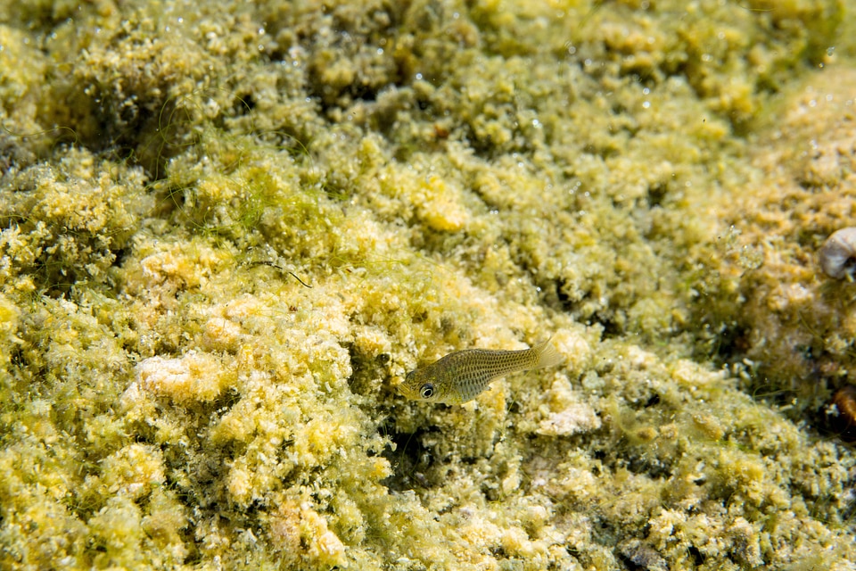Western Mosquitofish