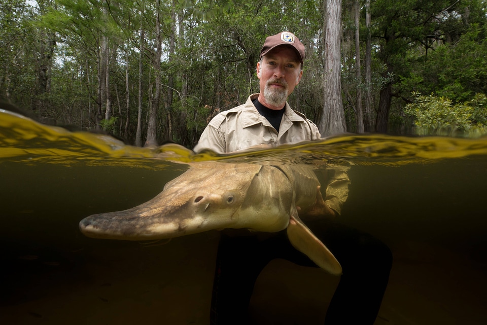 Biologist with gulf sturgeon