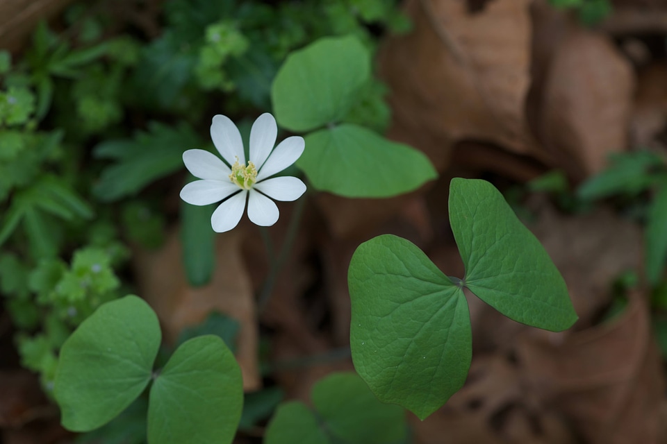 Twinleaf