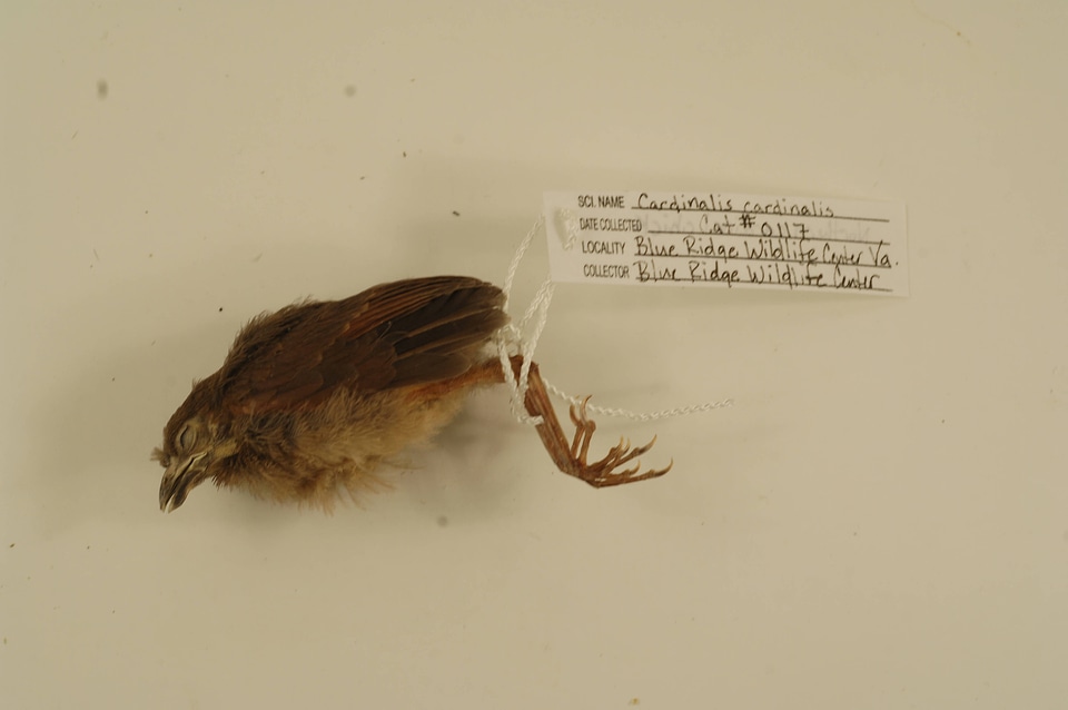 Cardinalis cardinalis