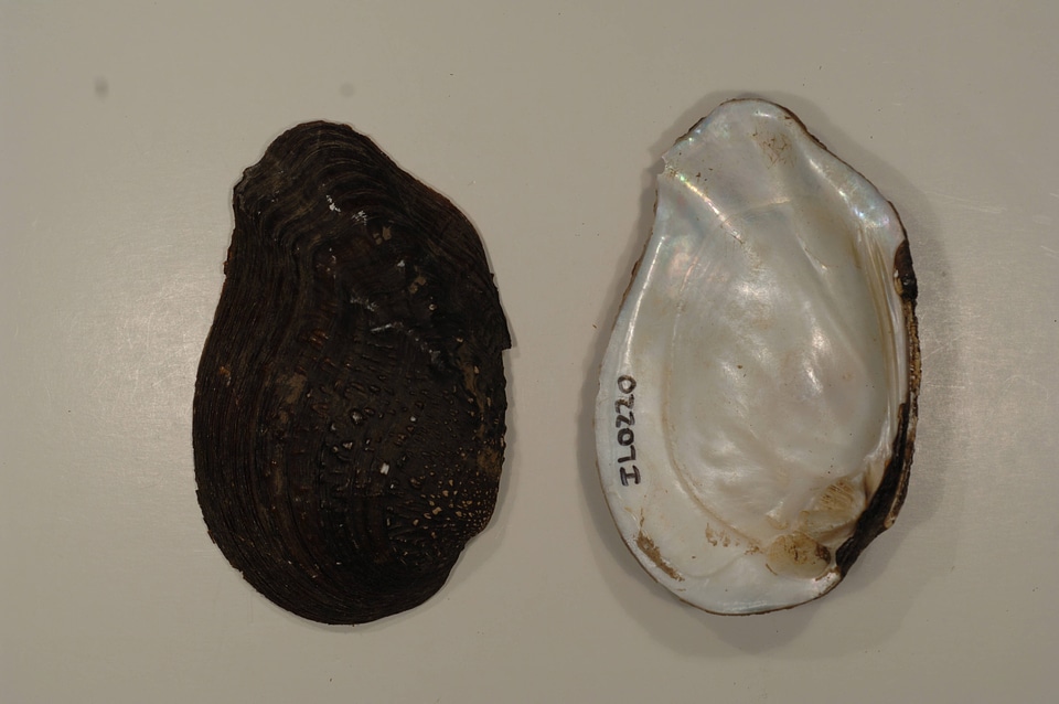 Tritogonia verrucosa