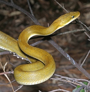 Green Ratsnake