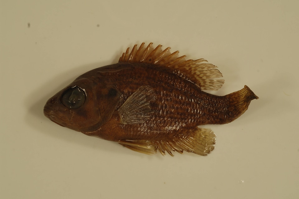 Ambloplites rupestris