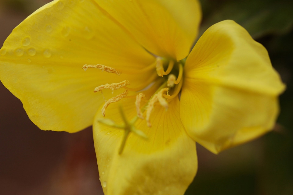 Red-sepaled evening primrose 