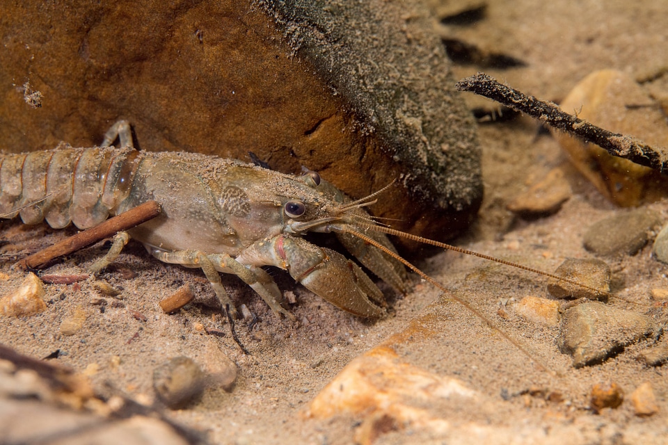 Allegheny Crayfish