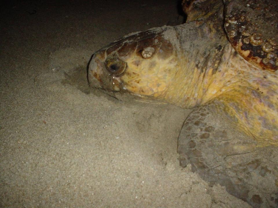 Female loggerhead turtle