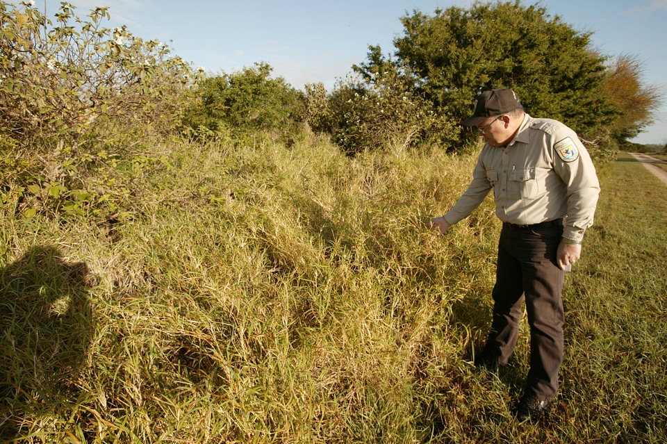 Service employee examining buffel grass