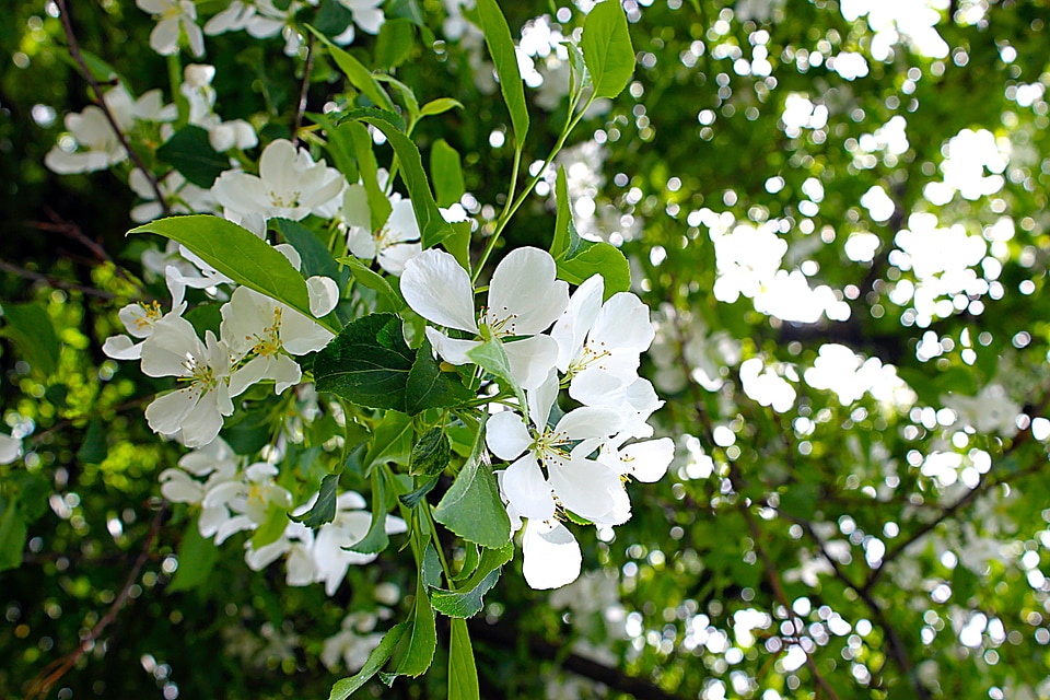 White summer celebration