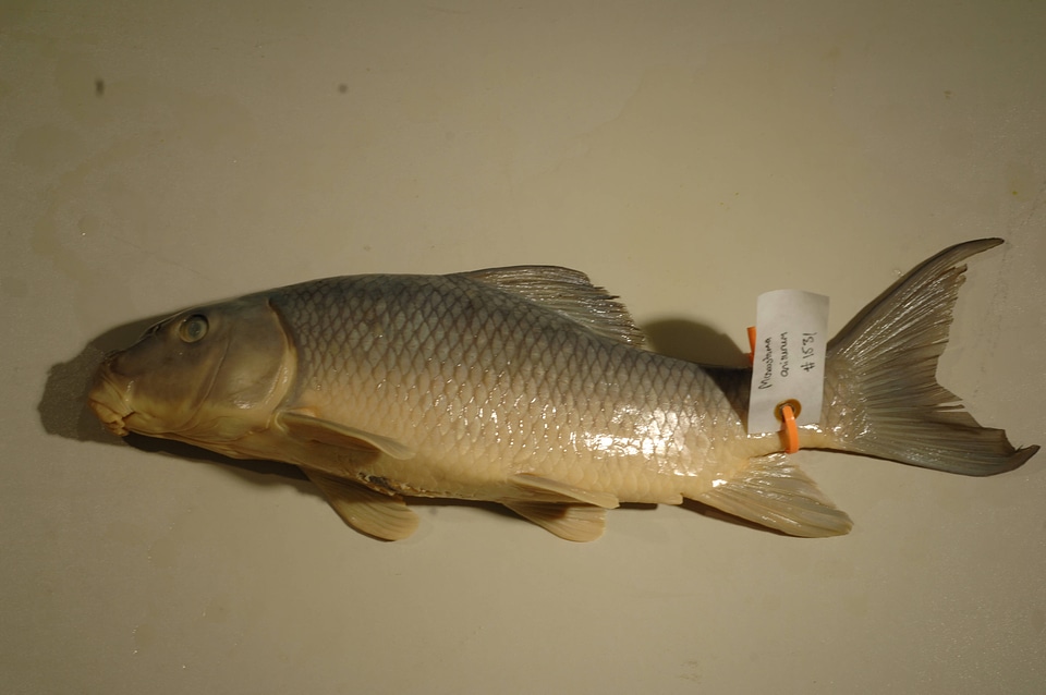 Moxostoma anisurum