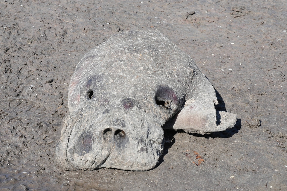 Dead Manatee on shore