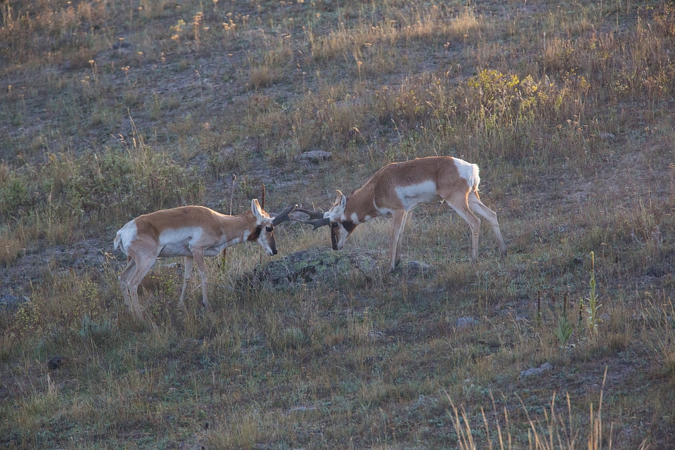 Pronghorn Antelope bucks fight