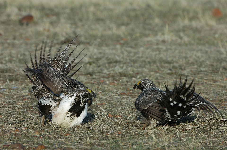 Greater sage-grouse