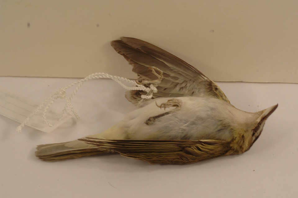 Vireo olivaceus