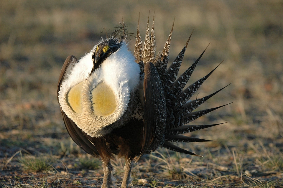 Greater Sage-Grouse