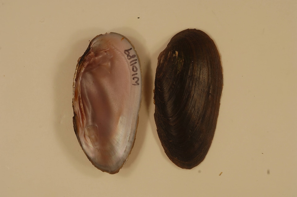 Elliptio dilatata-1