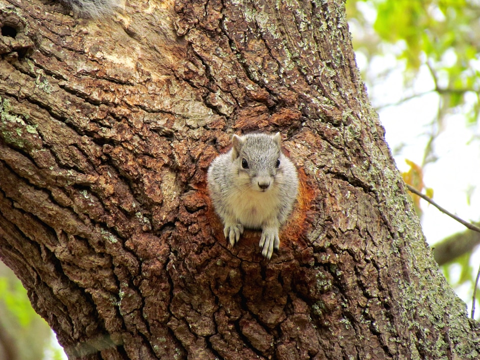 Delmarva Peninsula fox squirrel in tree cavity nest