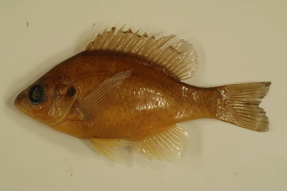 Lepomis microlophus